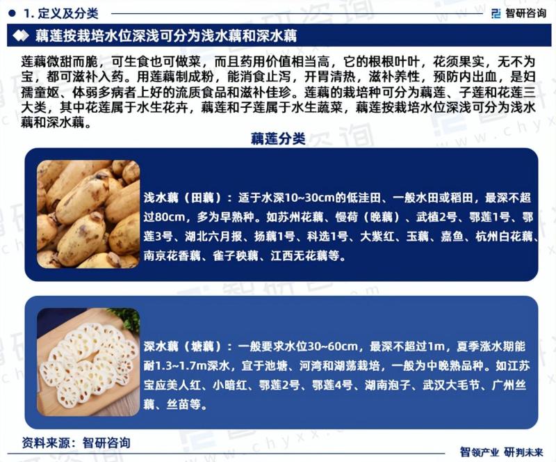 中国莲藕行业市场全景调查、投资策略研究报告-图片2